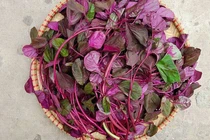 Bất ngờ về công dụng ngừa ung thư của rau dền đỏ