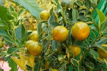 Lá quất mang lại những lợi ích gì cho sức khỏe?