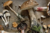 Biểu hiện và cách xử trí khi bị ngộ độc nấm, ai cũng cần biết