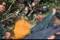 Đắk Lắk: Cây đổ đè chết 3 người khi vào rừng hái nấm