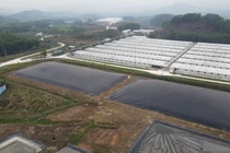 Bắc Giang: Trại lợn Hòa Phát “nhờn luật”… gây ô nhiễm môi trường?