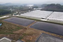 Bắc Giang: Trại lợn Hòa Phát “nhờn luật”… gây ô nhiễm môi trường?