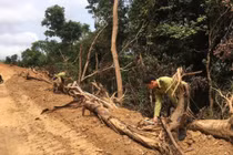 Tin mới vụ phá rừng tự nhiên để mở đường ở Quảng Ngãi