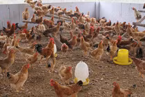 Khuyến cáo không tiêu thụ sản phẩm gia cầm không rõ nguồn gốc 