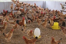 Khuyến cáo không tiêu thụ sản phẩm gia cầm không rõ nguồn gốc 