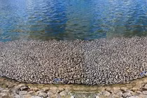 Hải Phòng: Cá chết trắng hồ An Biên