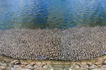 Hải Phòng: Cá chết trắng hồ An Biên