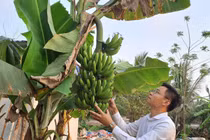 Giảng viên nghỉ dạy về làm nông nghiệp sạch, thu hàng chục tỷ mỗi năm