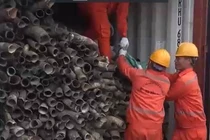 Phát hiện gần nửa tấn ngà voi được trộn lẫn vào sừng bò