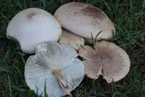 Chuyên gia chỉ cách phòng tránh ngộ độc khi ăn nấm