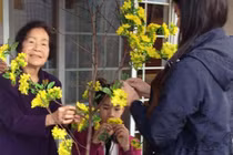 Cụ bà và con cháu cùng cắm hoa mai nhựa lên cây khô để tạo cây mai vàng chưng ở nhà trong ngày Tết Quý Tỵ 2013 tại California - Ảnh: KIỀU VIỆT LIÊN