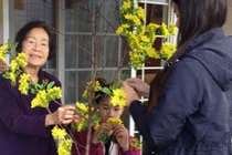 Cụ bà và con cháu cùng cắm hoa mai nhựa lên cây khô để tạo cây mai vàng chưng ở nhà trong ngày Tết Quý Tỵ 2013 tại California - Ảnh: KIỀU VIỆT LIÊN