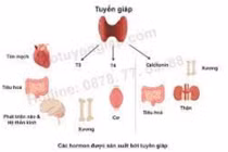 Xét nghiệm kháng thể TRAb có những giá trị gì?