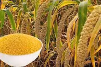 Cách làm món kê bồi bổ, phòng loãng xương, tim mạch và ung thư