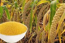 Cách làm món kê bồi bổ, phòng loãng xương, tim mạch và ung thư