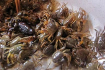 Cách ăn cua đồng phòng chống loãng xương hiệu quả