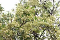 Chuyên gia mách cách dùng cây hoa sữa bồi bổ, chữa bệnh