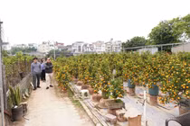 Chọn quất tứ quý chuẩn phong thủy rước tài lộc