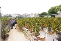 Chọn quất tứ quý chuẩn phong thủy rước tài lộc