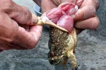 Ăn thịt cóc hai bà cháu nguy kịch: bác sĩ chỉ rõ lý do