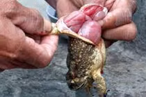 Ăn thịt cóc hai bà cháu nguy kịch: bác sĩ chỉ rõ lý do