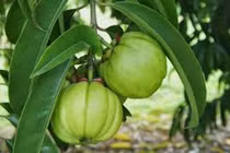 Loại quả có trong thành phần thuốc giảm cân