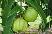 Loại quả có trong thành phần thuốc giảm cân