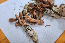 Một trẻ xuất viện lại thêm 2 trẻ nguy kịch do ăn nấm