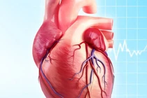 Ghép thành công tế bào tim làm từ tế bào đa năng cảm ứng