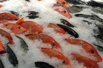 Nguy hiểm tiềm ẩn từ việc cấp đông thực phẩm sai cách