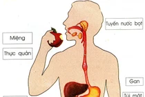 Sức khỏe hệ tiêu hoá sau tuổi 30, những thay đổi cần lưu ý