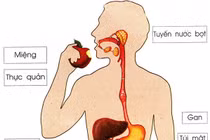Sức khỏe hệ tiêu hoá sau tuổi 30, những thay đổi cần lưu ý