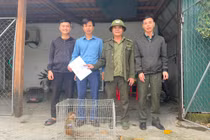 Cứu sống, bàn giao cá thể khỉ vàng quý hiếm về Vườn Quốc gia Vũ Quang