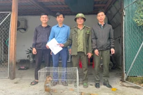 Cứu sống, bàn giao cá thể khỉ vàng quý hiếm về Vườn Quốc gia Vũ Quang