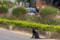 Quảng Bình: Một người dân bất ngờ bị voọc tấn công