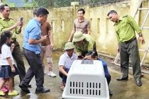 Cá thể voọc quậy phá nhà dân ở Quảng Bình: Loài cực hiếm của Việt Nam