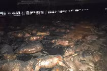 Gia Lai: Cháy trang trại, 1.600 con heo bị thiêu chết 