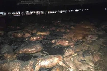 Gia Lai: Cháy trang trại, 1.600 con heo bị thiêu chết 