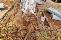 TP Pleiku: Chặt rễ cây khi thi công vỉa hè