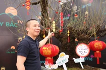 Đào rừng Lai Châu 100 năm tuổi về Hà Nội giá hơn 368 triệu 