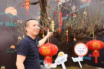 Đào rừng Lai Châu 100 năm tuổi về Hà Nội giá hơn 368 triệu 