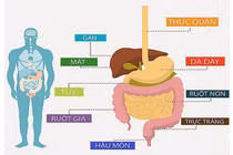 Bác sĩ chỉ cách nhận biết 5 loại ung thư đường tiêu hóa nguy hiểm 