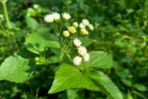 Cách dùng cây ngũ sắc chữa bệnh