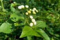 Cách dùng cây ngũ sắc chữa bệnh