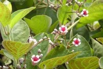 Bài thuốc chữa gout 0 đồng mọc đầy bờ rào chớ nên bỏ qua