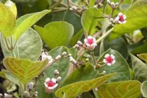 Bài thuốc chữa gout 0 đồng mọc đầy bờ rào chớ nên bỏ qua