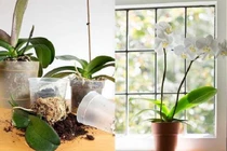 Cách chăm sóc lan hồ điệp tiếp tục ra hoa sau Tết