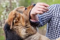 Đang chơi cùng bạn bé 11 tuổi bị chó tấn công nghiêm trọng