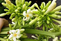 Hoa đu đủ đực có chữa được ung thư?