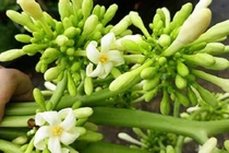 Hoa đu đủ đực có chữa được ung thư?